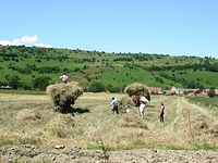 Bucovine