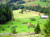 Bucovine